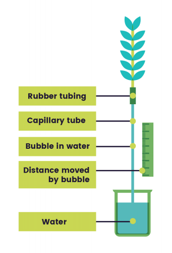 Image of a potometer